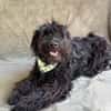 Lykke Freundliche Hundedame