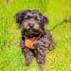 Schnoodle Mix Mädchen sucht Zuhause