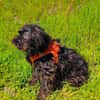 Schnoodle Mix Mädchen sucht Zuhause
