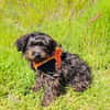 Schnoodle Mix Mädchen sucht Zuhause