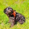Schnoodle Mix Mädchen sucht Zuhause