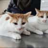 Copper & Monchi Verspieltes Dreamteam