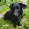 Wiebke, ein zauberhafter Dackel Mix