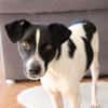 BINO -Kuschelbär sucht Herzenszuhause-