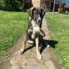 Vito - sanfter Traumhund in 54534
