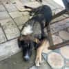 Vito - sanfter Traumhund in 54534