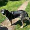 Vito - sanfter Traumhund in 54534