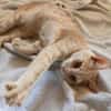 GINGER, zutraulich und verschmust