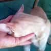 GINGER, zutraulich und verschmust