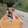 Sonnenschein Tapi mit Handicap