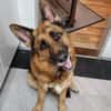 Maxl sucht dringend neues Zuhause