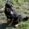 Picur - wie lange muss er noch warten?