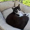 Alvira ein freundliches Katzenmädel