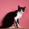 Alvira ein freundliches Katzenmädel