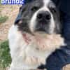 Bruno 2 - gemütlich, ruhig - Gnadenbrot