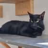 Anubis
