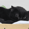 BLACKY