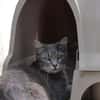 SAHARA (FR)