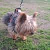 wicket