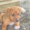 MOHANA, CHIOT FEMELLE BERGER DES CANNES NON-LOF