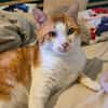GASPARD