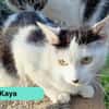 Kaya