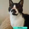 Chaitan