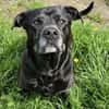 Odin, besonderer Hund!