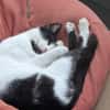 Unser Kuschelkater und Charmeur Felix
