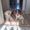 Idefix sucht Familie mit Ersthund