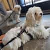 Idefix sucht Familie mit Ersthund