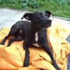 BLACKA sucht DRINGEND! ........