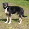 Slim King - Familienanschluss gesucht
