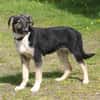 Slim King - Familienanschluss gesucht