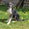 Slim King - Familienanschluss gesucht