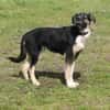 Slim King - Familienanschluss gesucht
