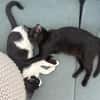 Kleiner Pirat Charly sucht Zuhause