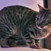 Morris sucht entgültiges Zuhause