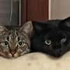 Morris sucht entgültiges Zuhause