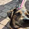 Amy sucht ein freies Körbchen