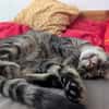 Unser zartes Katzenseelchen Findus