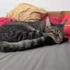 Unser zartes Katzenseelchen Findus