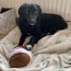 🐾Melissa🐾 sucht ihre Menschen
