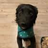 🐾Melissa🐾 sucht ihre Menschen