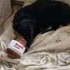 🐾Melissa🐾 sucht ihre Menschen