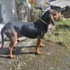 Joschi, sucht Herzensmensch
