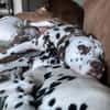 Marshall sucht ein Zuhause