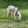 Marshall sucht ein Zuhause