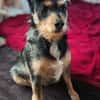 Mina sucht ein Zuhause
