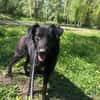 Berti sucht ihre Familie , treu,  Ruhig